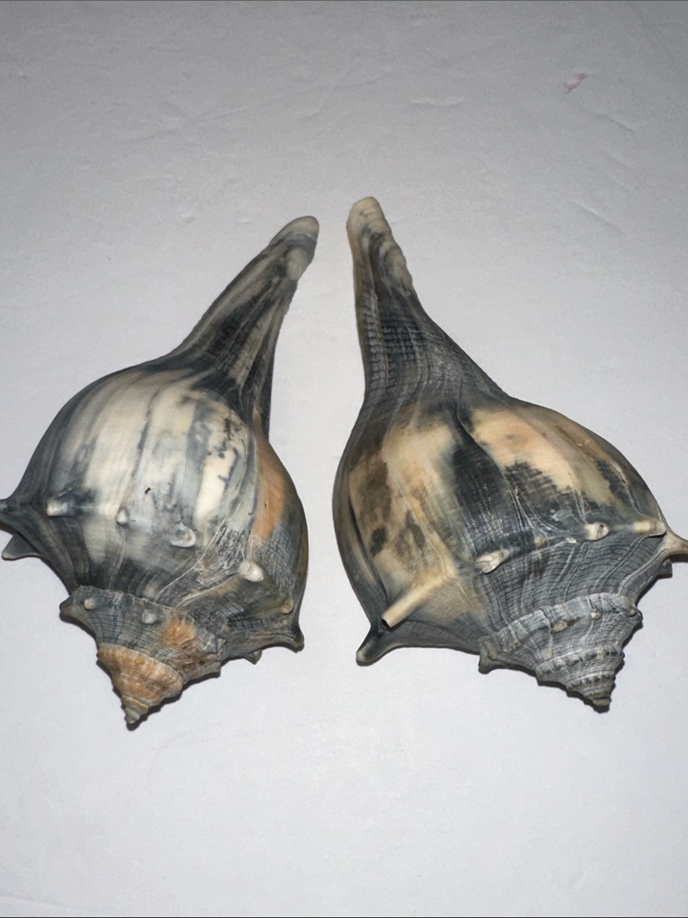 Decorative Natural Lightening Whelk Sea Shell Pair in Gray and Cream - Picture 2 of 7
